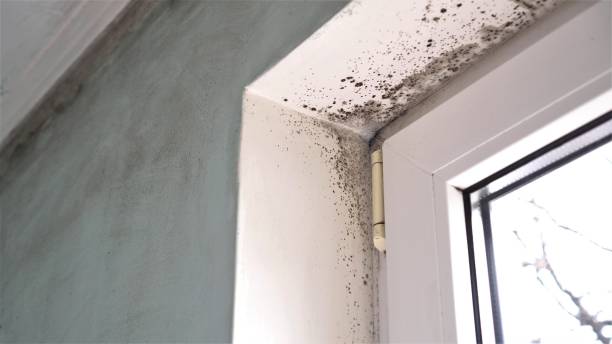 Best Commercial Mold Remediation in Coconut Creek, FL