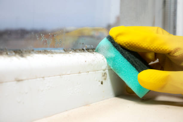 Best Bathroom Mold Remediation in Coconut Creek, FL